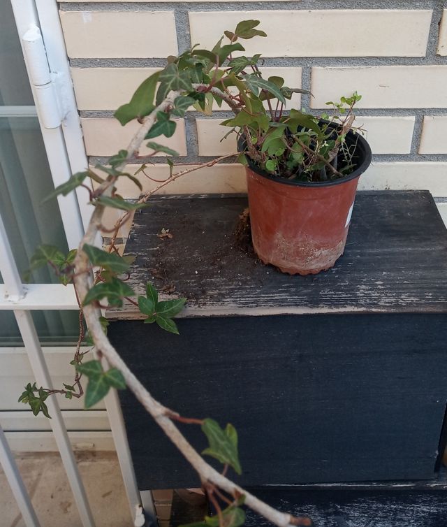 HIEDRA TAMAÑO MEDIO-GRANDE