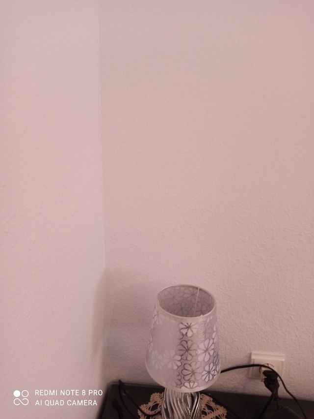 tulipas sin estrenar