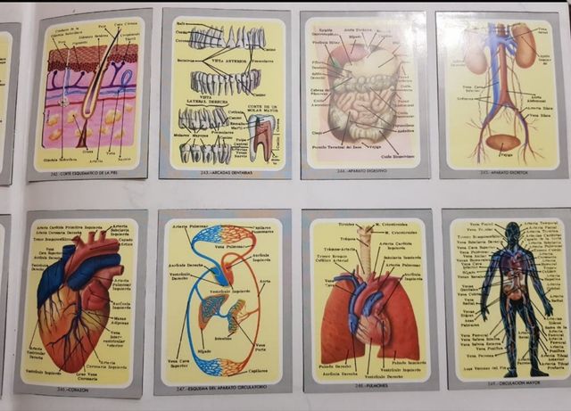 Album de cromos de VIDA Y COLOR 1992