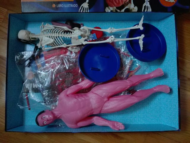 Conoce tu anatomía EDUCA