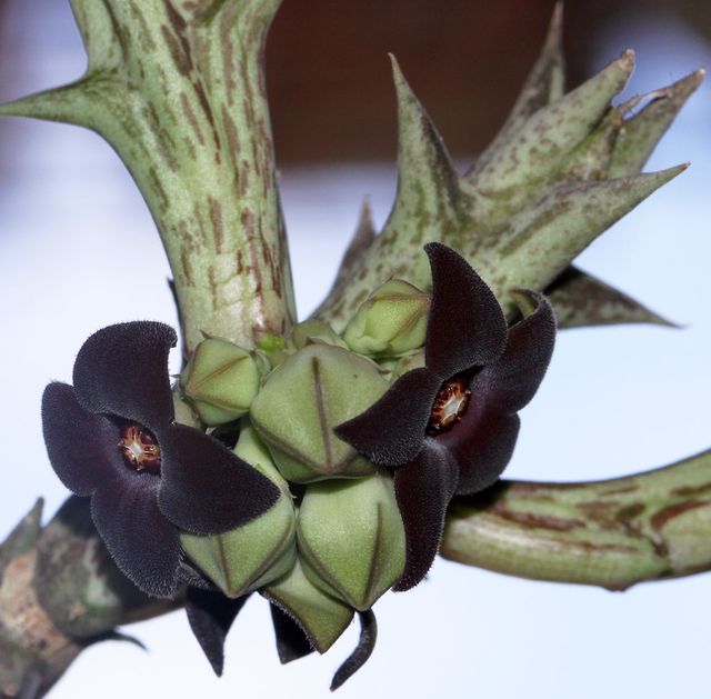 Esqueje de CARALLUMA HESPERIDUM de flor negra