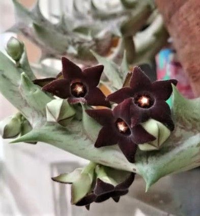 Esqueje de CARALLUMA HESPERIDUM de flor negra