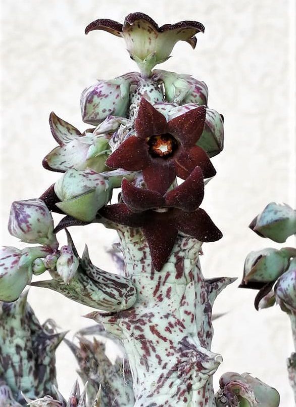 Esqueje de CARALLUMA HESPERIDUM de flor negra