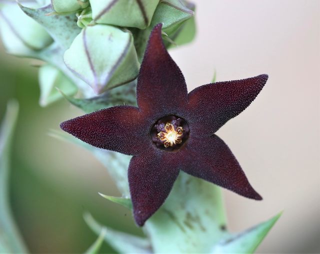 Esqueje de CARALLUMA HESPERIDUM de flor negra
