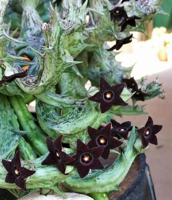 Esqueje de CARALLUMA HESPERIDUM de flor negra