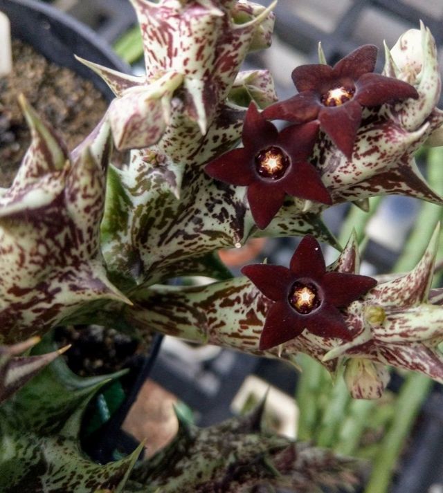 Esqueje de CARALLUMA HESPERIDUM de flor negra