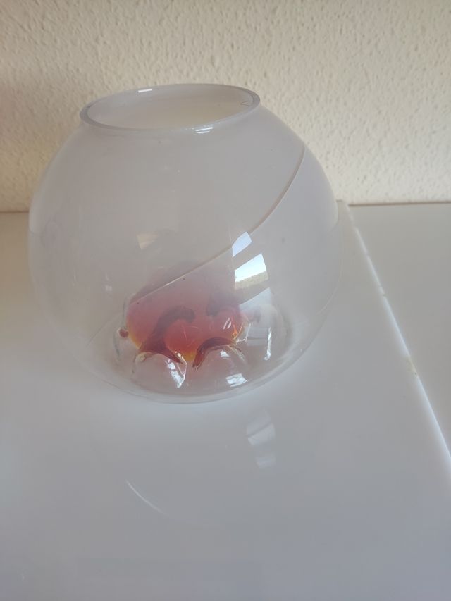 Tulipas de Murano Mazega