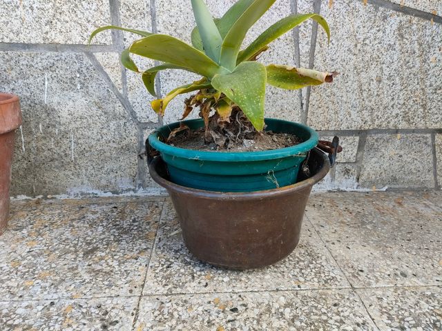 Antiguo caldero pote de cobre