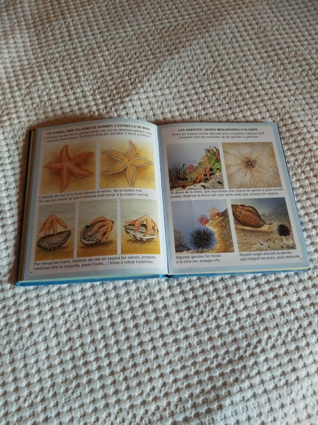 libro diccionario infantil del mar