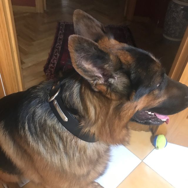 Collar perro de cuero