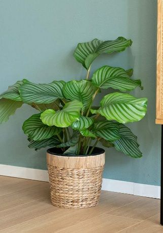 Maceta redonda trenzada 20x17cm