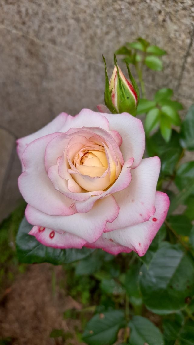 Limpieza d cutis natural