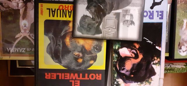 videos de rottbailer