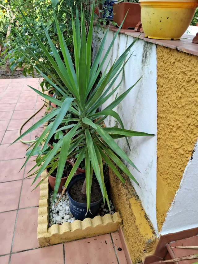 Yuca Aloifolia
