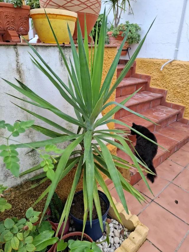 Yuca Aloifolia