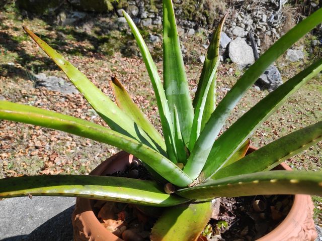 OFERTA!! Aloe vera. GRANDE