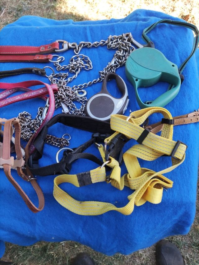 Artículos para Perros