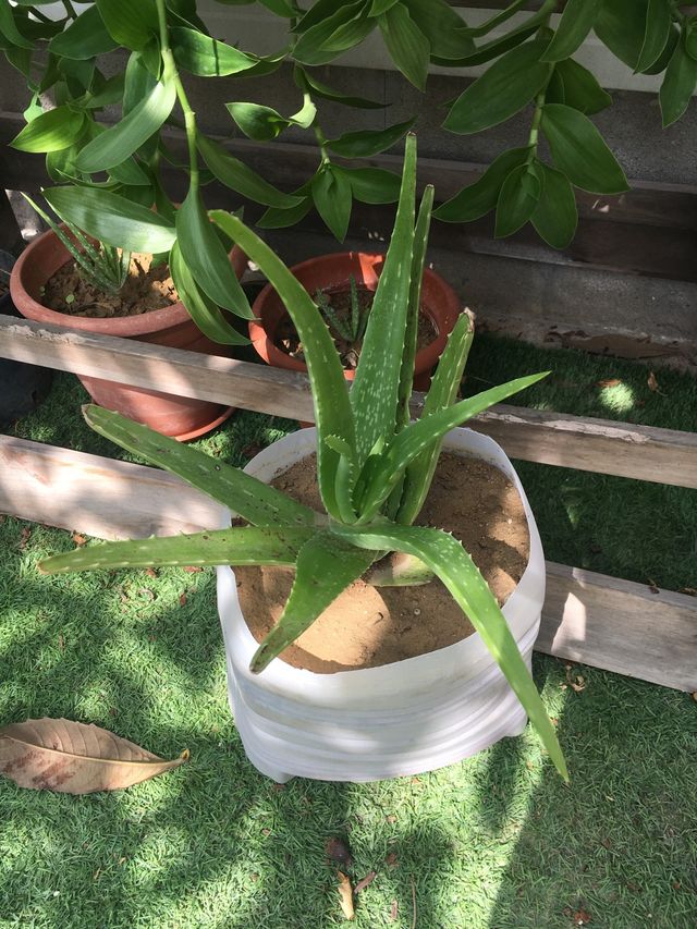 Aloe Vera