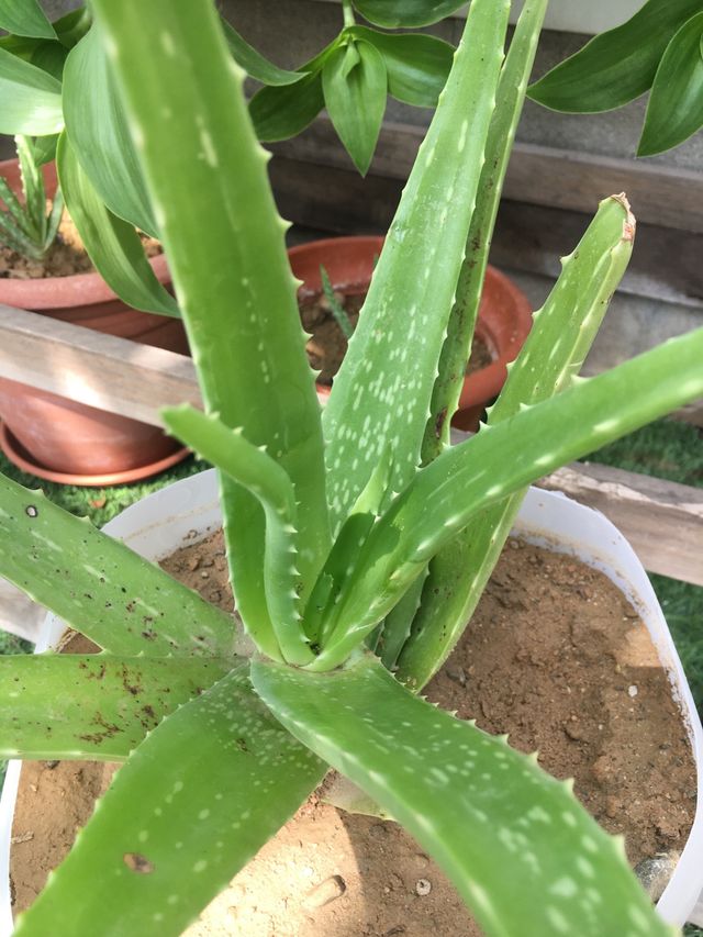 Aloe Vera
