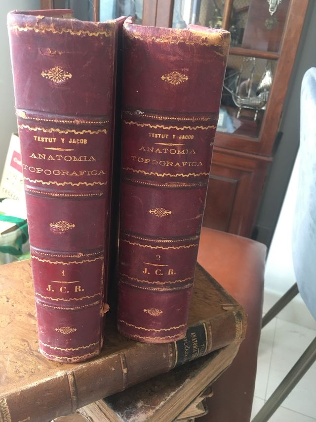 Anatomia topográfica