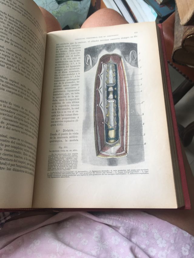 Anatomia topográfica