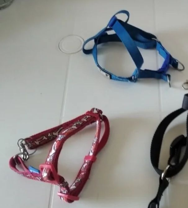 Correa extensible y arneses