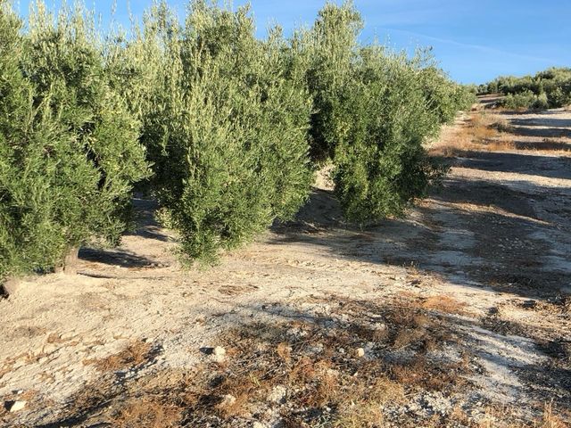 800 olivos de Riego en Torredelcampo