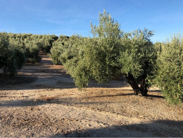 800 olivos de Riego en Torredelcampo