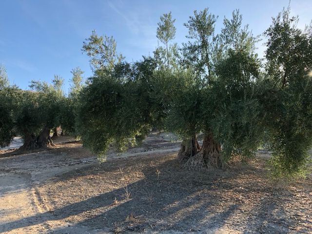 800 olivos de Riego en Torredelcampo