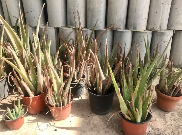 macetas con Aloes distintos tamaños