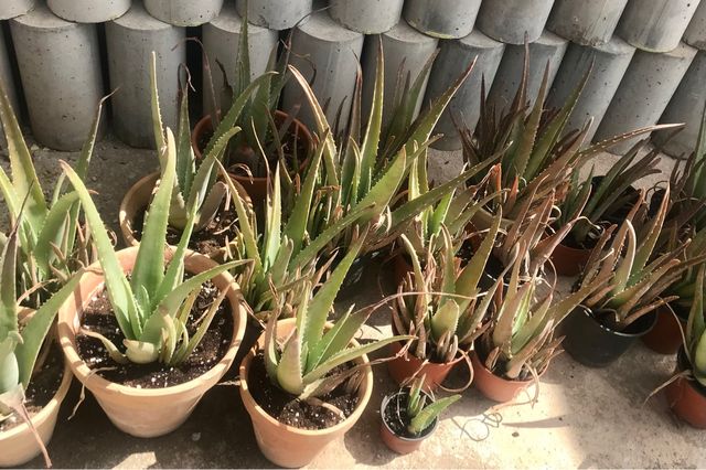 macetas con Aloes distintos tamaños
