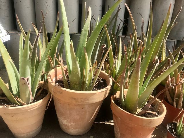 macetas con Aloes distintos tamaños