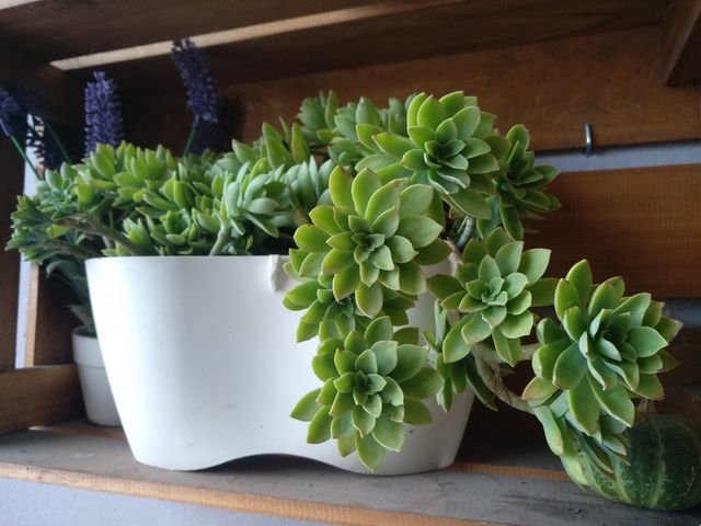 planta suculenta sedum palmeri