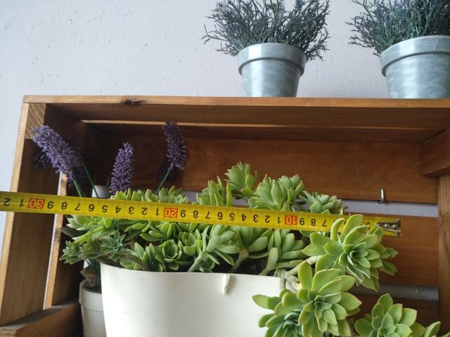 planta suculenta sedum palmeri