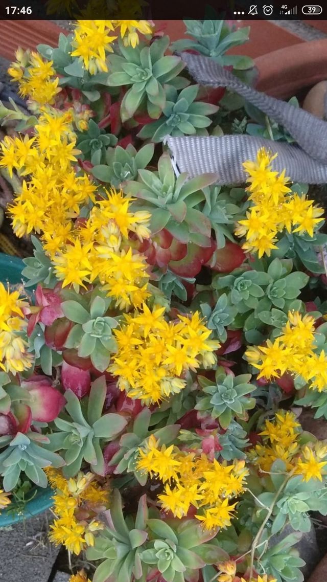 planta suculenta sedum palmeri