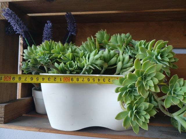 planta suculenta sedum palmeri