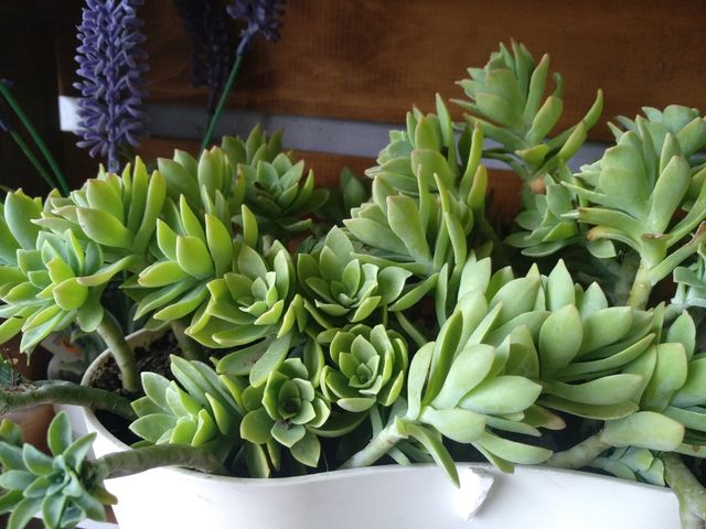 planta suculenta sedum palmeri