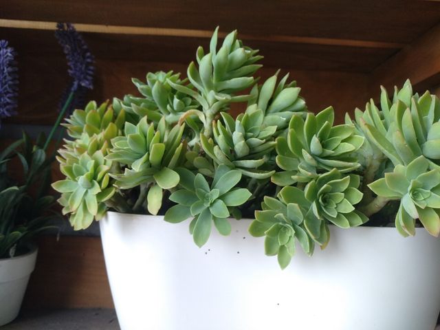 planta suculenta sedum palmeri