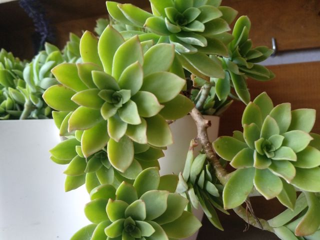 planta suculenta sedum palmeri