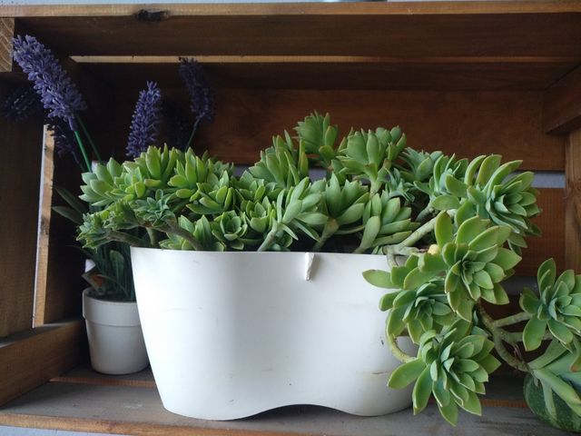 planta suculenta sedum palmeri