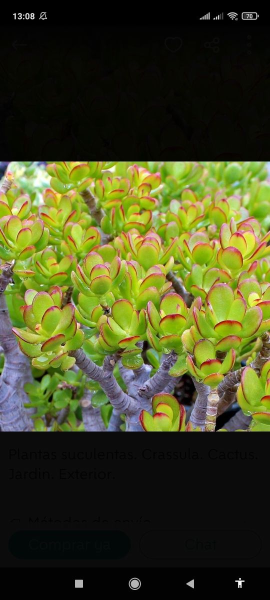 2 esquejes crassula ovata por 2 euros