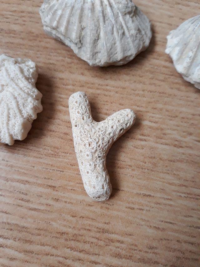 Fósiles. preguntar precio