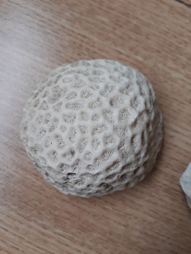 Fósiles. preguntar precio