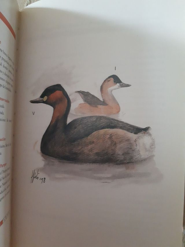 Guía práctica de aves del Parque Natural de las la