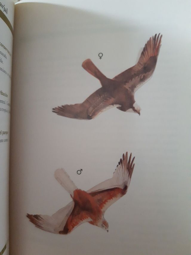 Guía práctica de aves del Parque Natural de las la