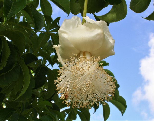 Semillas BAOBAB adansonia (también plantónes)