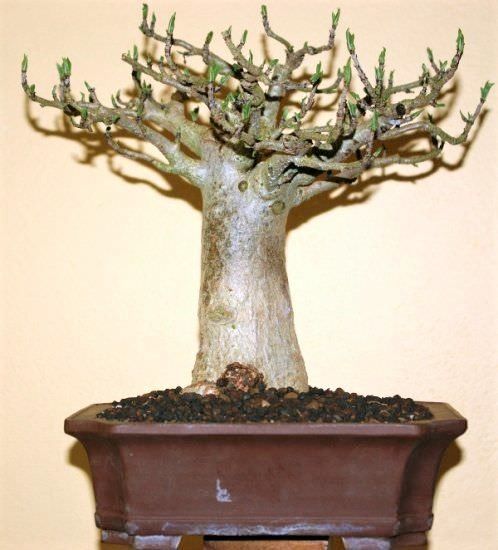 Semillas BAOBAB adansonia (también plantónes)