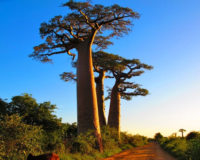 Semillas BAOBAB adansonia (también plantónes)