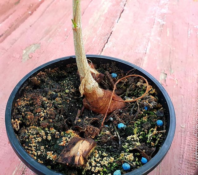 Semillas BAOBAB adansonia (también plantónes)