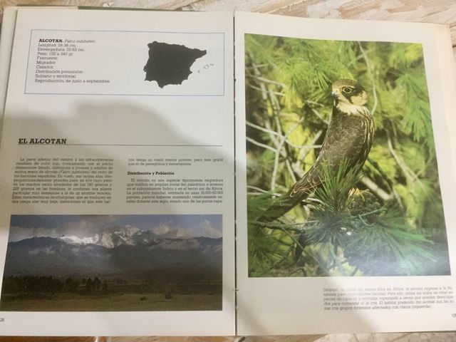 Las Rapaces ibéricas, libro